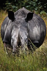 A população de rinocerontes da África e Ásia foi praticamente devastada pelos humanos (Foto: Divulgação)