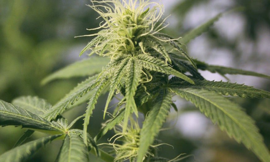 Canabidiol Para O Tratamento De Fibromialgia Cannabis Medicinal Pode Ser Esperanca Para Portadores De Fibromialgia Vida Acao